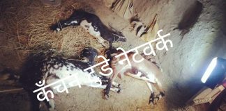सनकी युवक ने बकरियो के साथ कौन सा कांड कर डाला