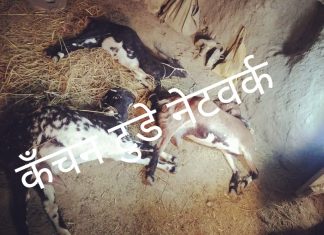 सनकी युवक ने बकरियो के साथ कौन सा कांड कर डाला