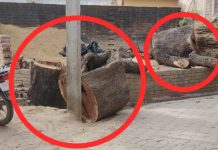 प्रतिबंधित पेड़ों पर दिनदहाड़े धड़ल्ले से चल रहा आरा, जिम्मेदार बेखबर