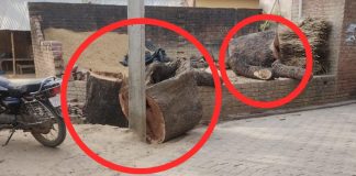 प्रतिबंधित पेड़ों पर दिनदहाड़े धड़ल्ले से चल रहा आरा, जिम्मेदार बेखबर