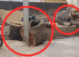 प्रतिबंधित पेड़ों पर दिनदहाड़े धड़ल्ले से चल रहा आरा, जिम्मेदार बेखबर
